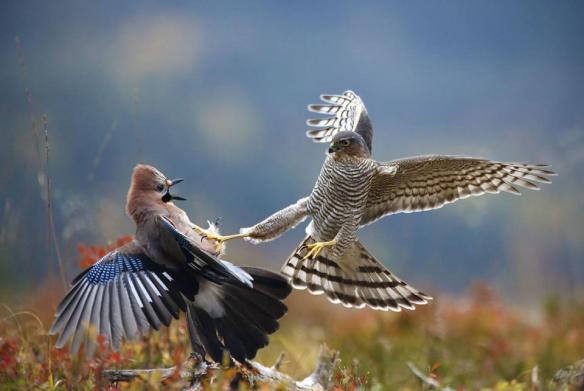 1979501_428000550668832_1833030815_n